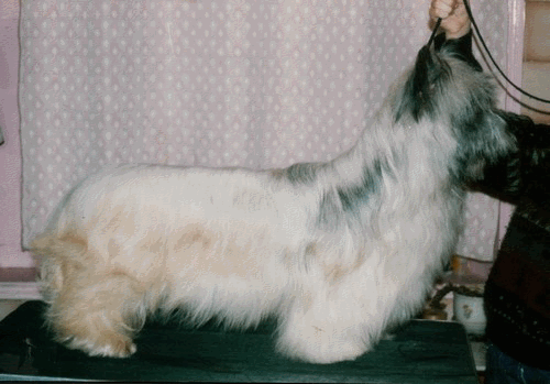 img1.gif